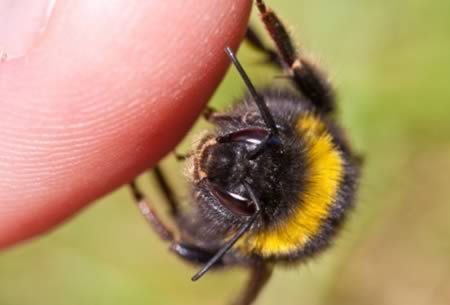 Những[-]cách[-]chữa[-]bệnh[-]điên[-]rồ[-]nhất[-]thế[-]giới[-]3